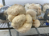 Lion's Mane Mushroom Fruiting Block