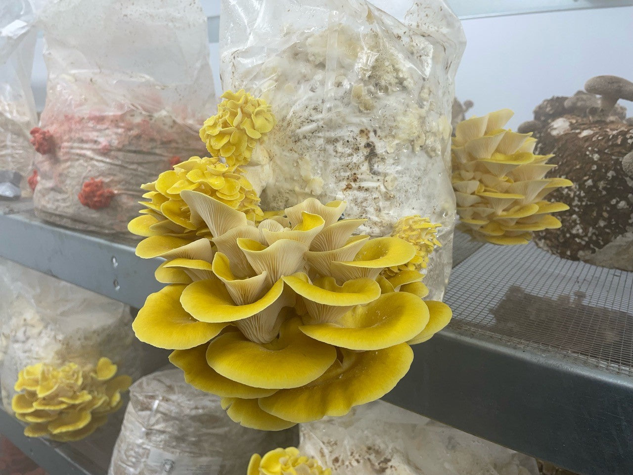 Yellow-Gold Oyster Mushroom Fruiting Block