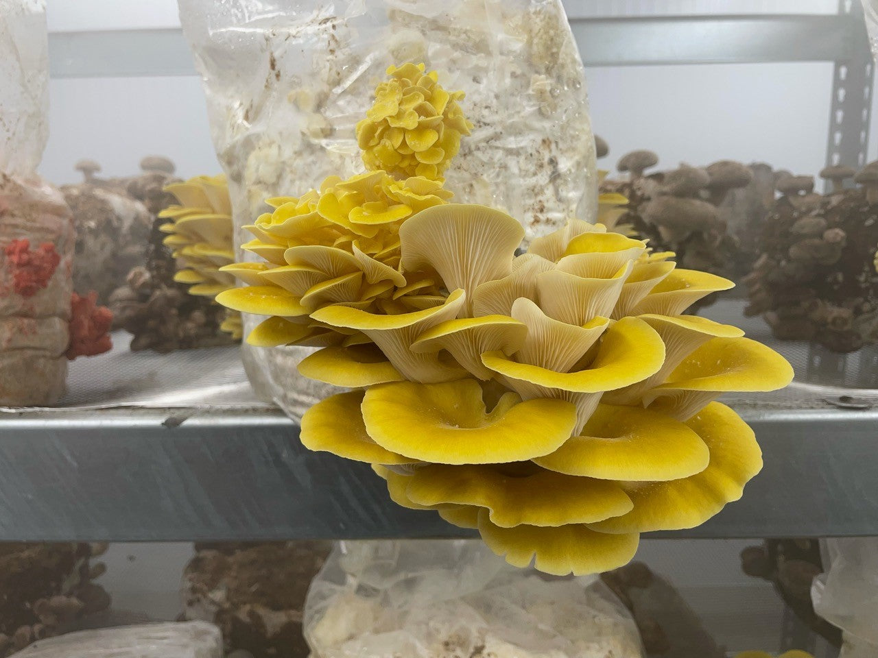 Yellow-Gold Oyster Mushroom Fruiting Block