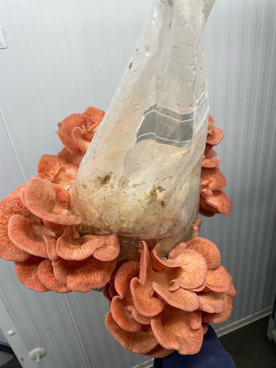 Pink Oyster Mushroom Fruiting Block