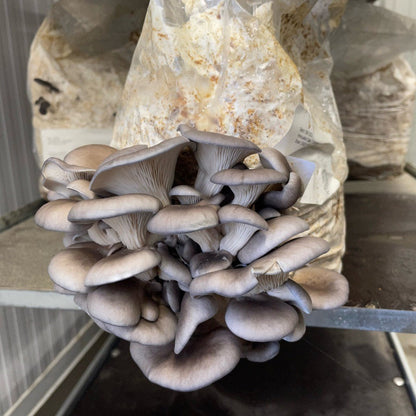 Fruiting Block - Standard Pallet