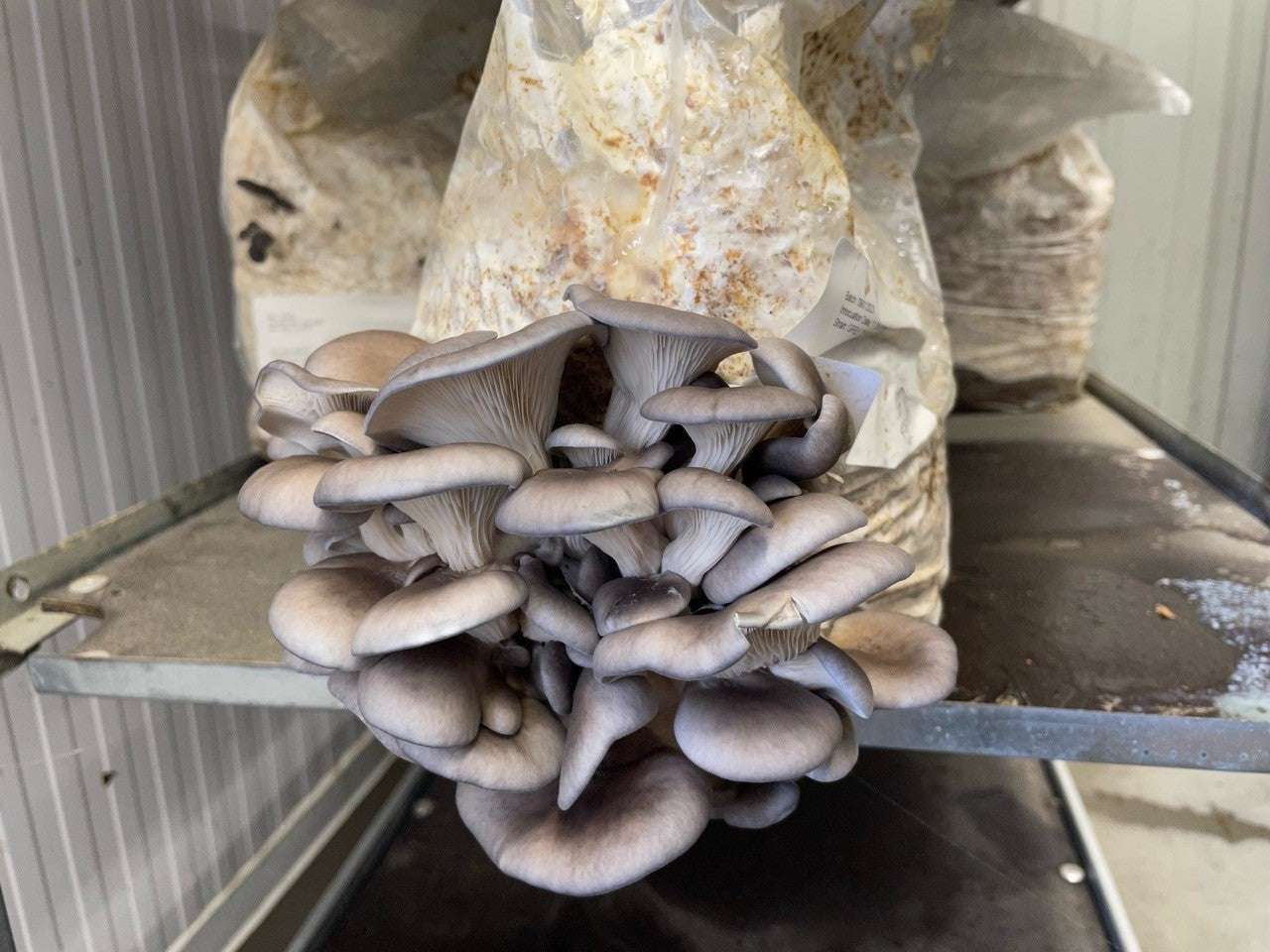 Blue-Grey Oyster Mushroom Fruiting Block