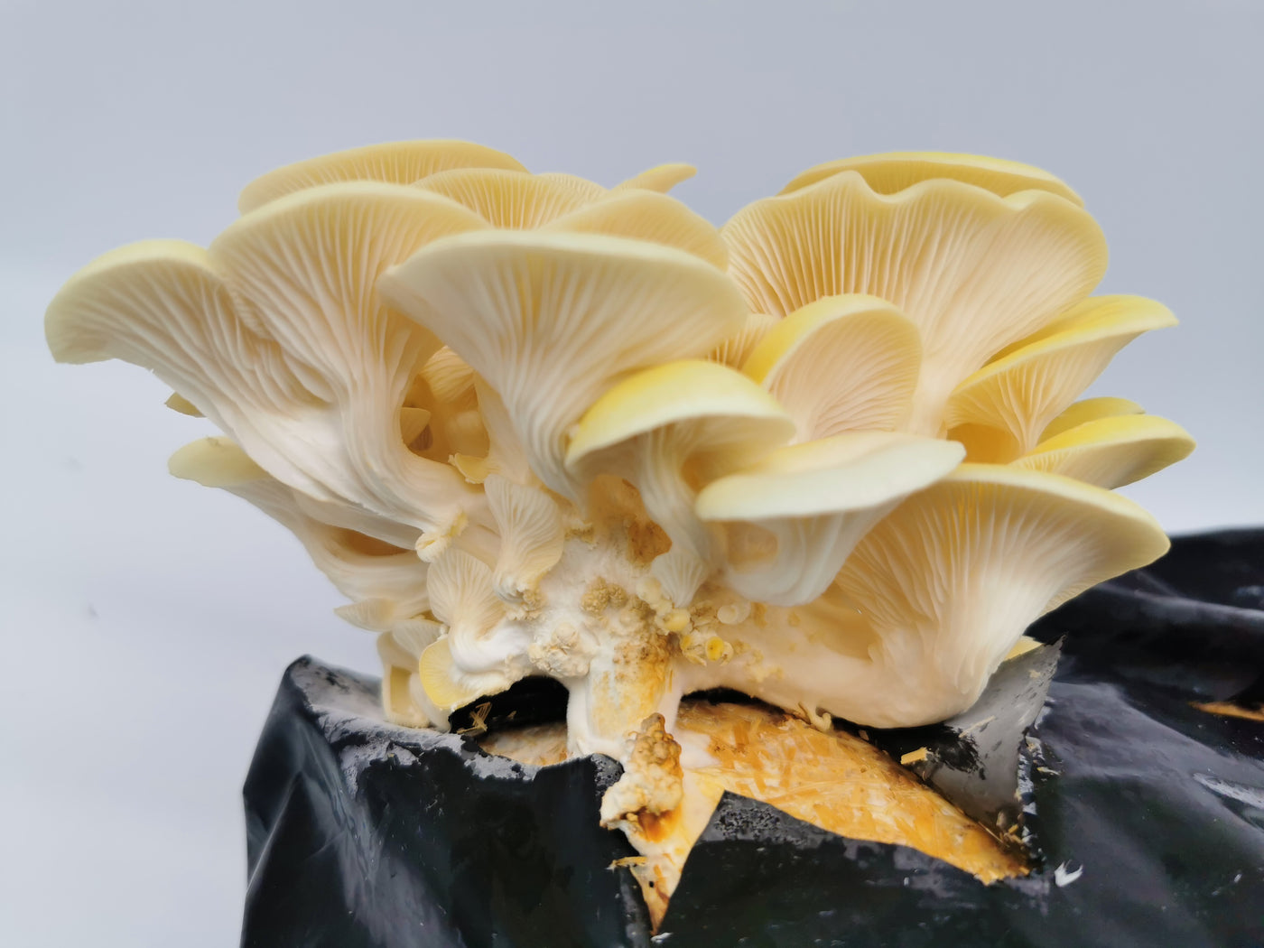 Yellow-Gold Oyster Mushroom Grain Spawn