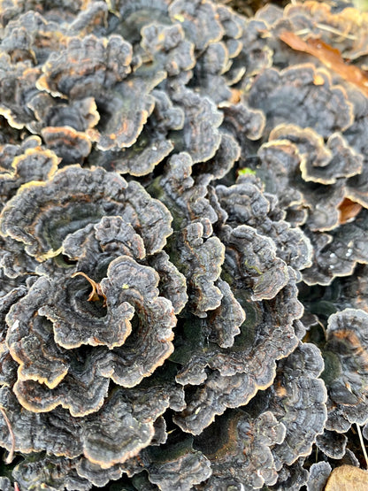 Mushroom Log Growing Kit