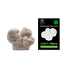 Lion's Mane Mushroom Growing Kit