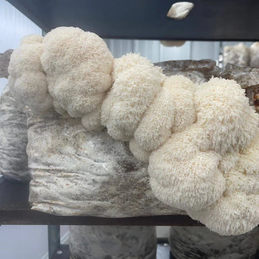 Lion's Mane Mushroom Fruiting Block