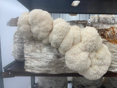 Lion's Mane Mushroom Fruiting Block