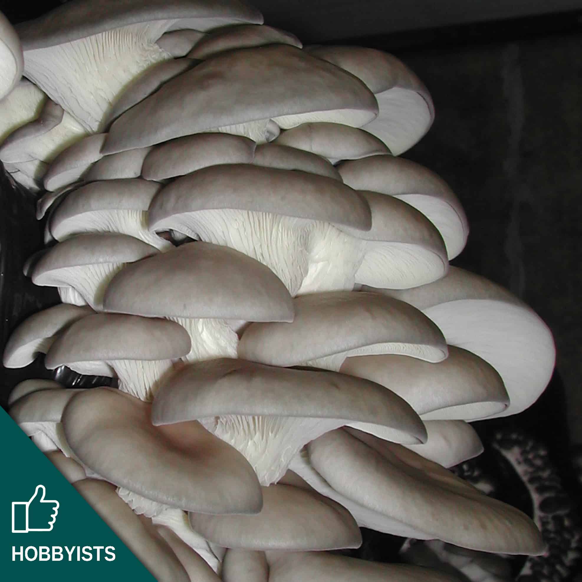 Blue-Grey Oyster Mushroom Plug Spawn