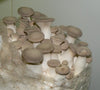 King Oyster Mushroom Fruiting Block