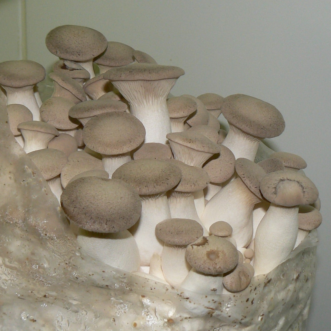 Fruiting Block - Standard Pallet