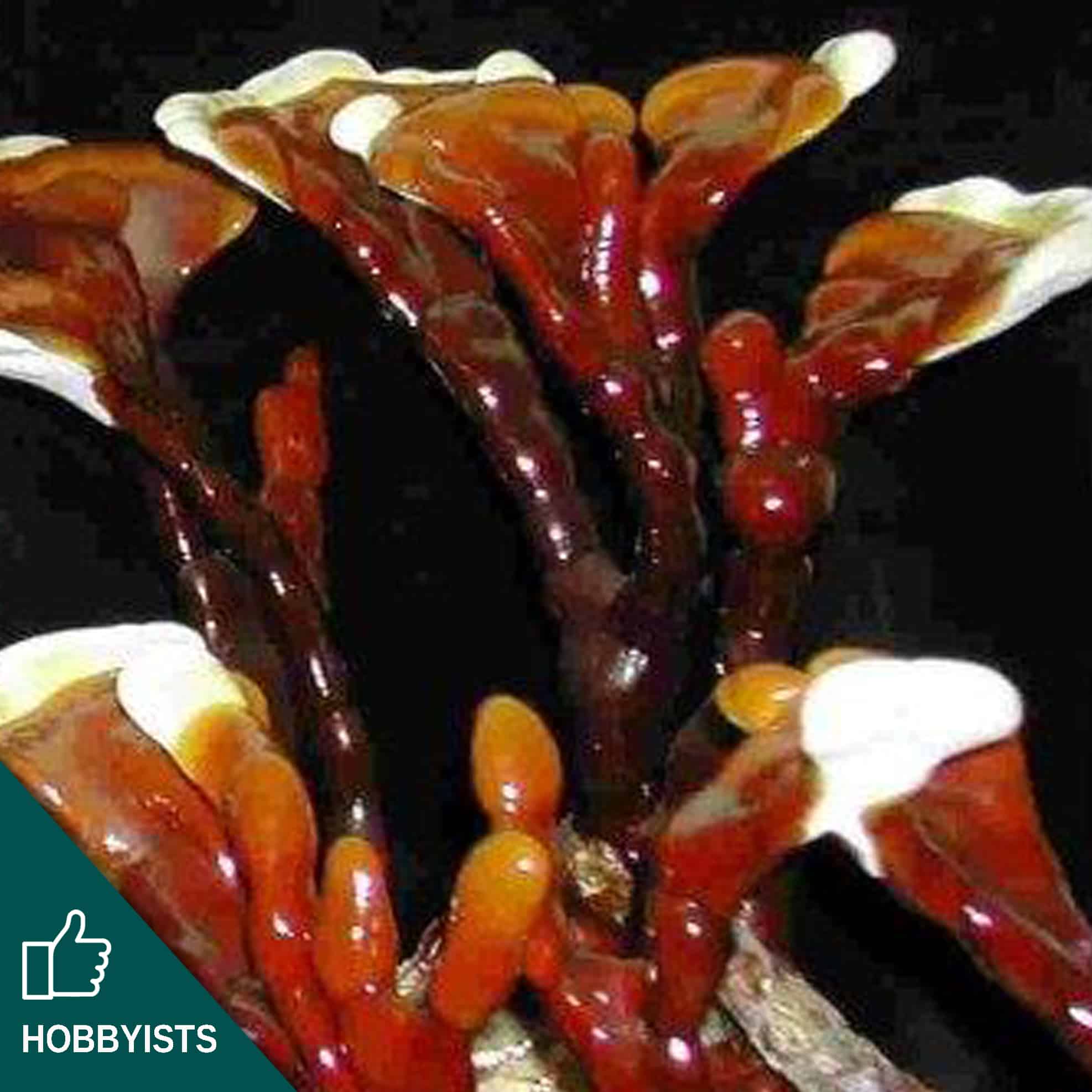 Reishi Mushroom Plug Spawn