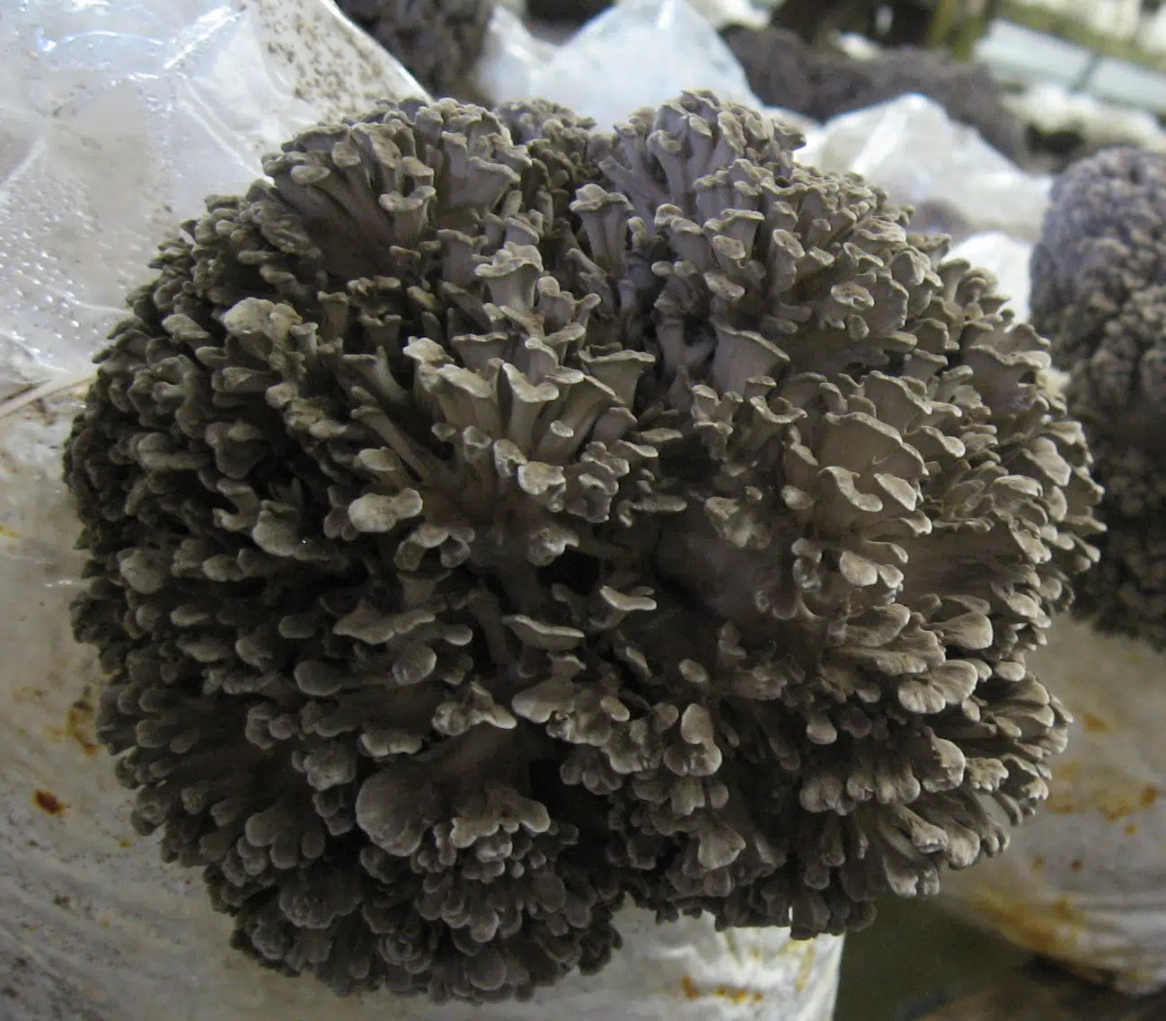 Maitake Mushroom Fruiting Block