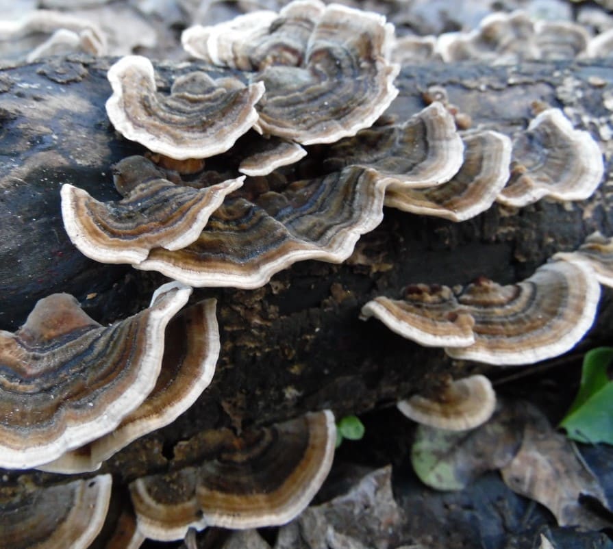 Turkey Tail Mushroom Fruiting Block