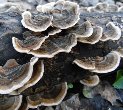 Turkey Tail Mushroom Plug Spawn