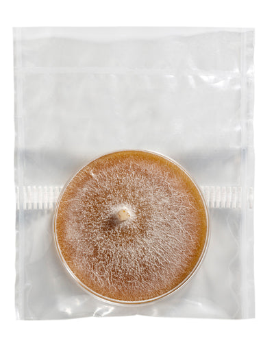 Zipper Filter Bag for Petri Dishes