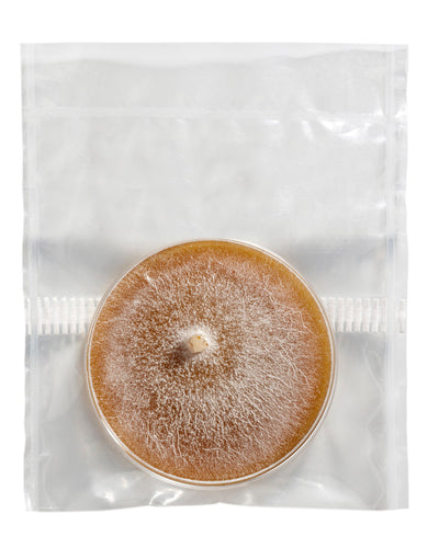 Zipper Filter Bag for Petri Dishes - Bulk (500/Box)