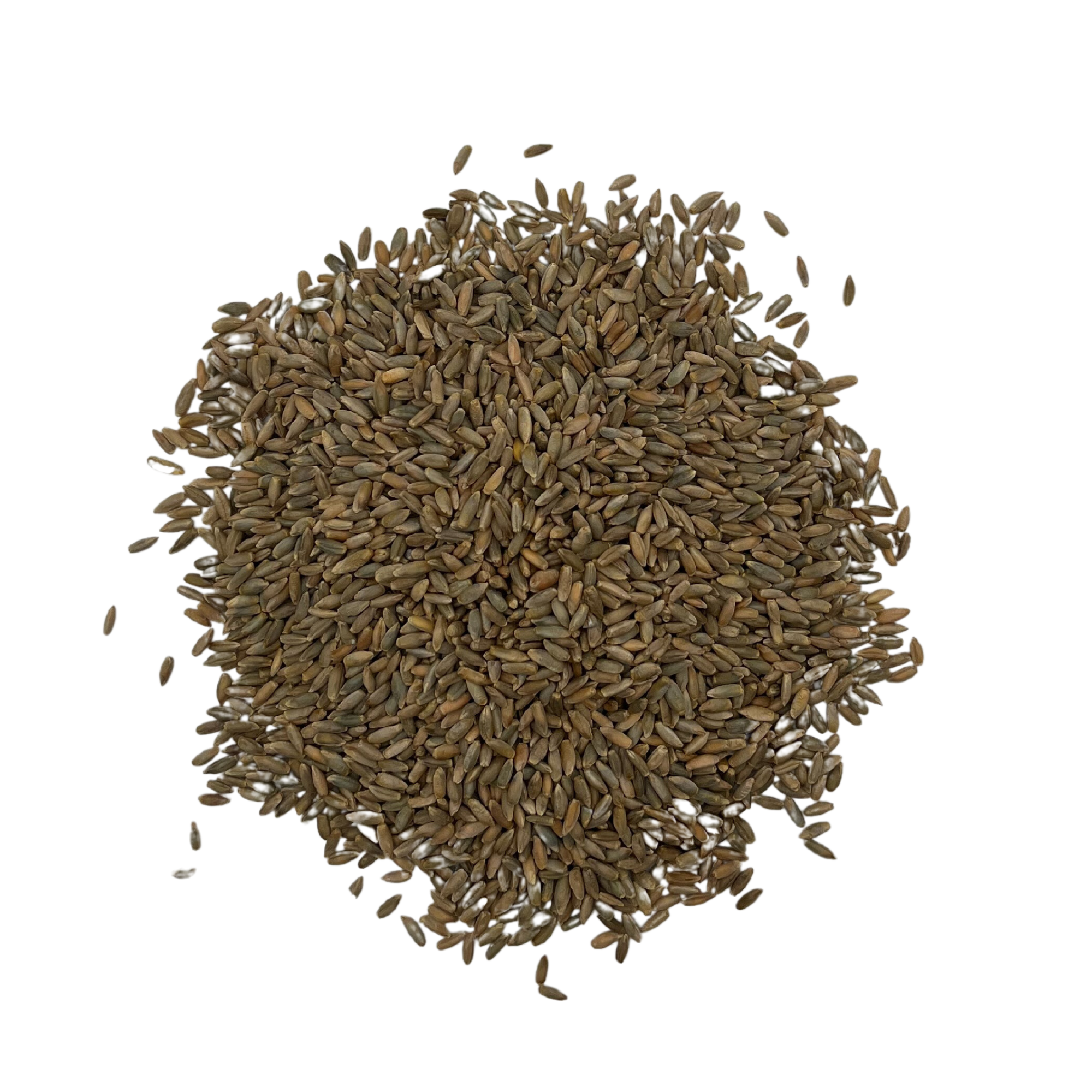 Rye Grain