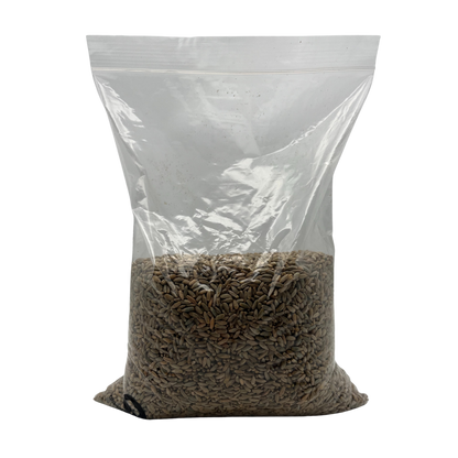 Rye Grain