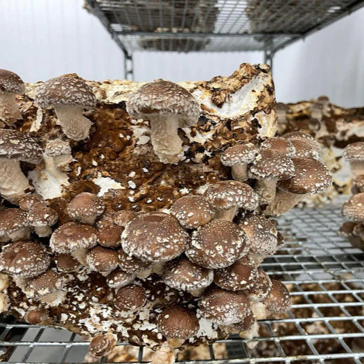 Fruiting Block - Standard Pallet