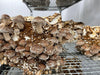Shiitake Mushroom Fruiting Block