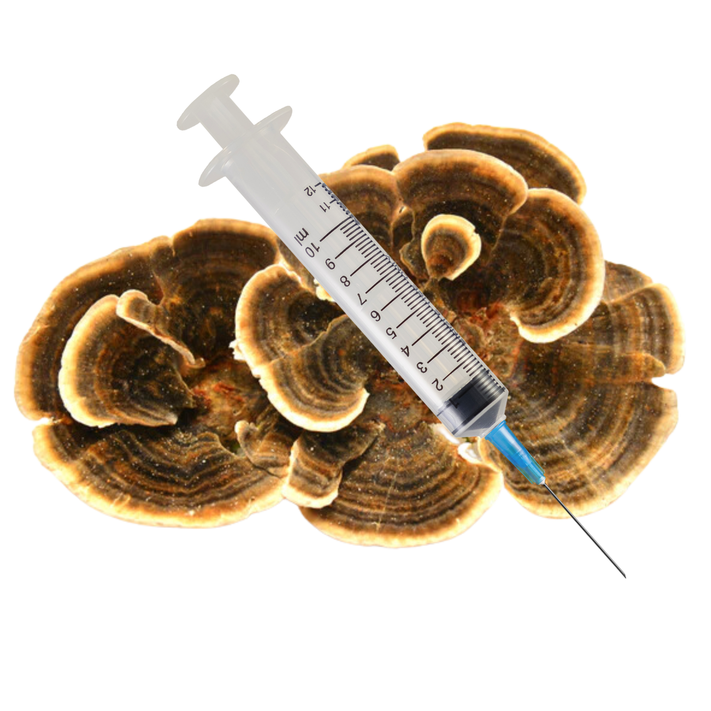 Turkey Tail Mushroom Liquid Culture