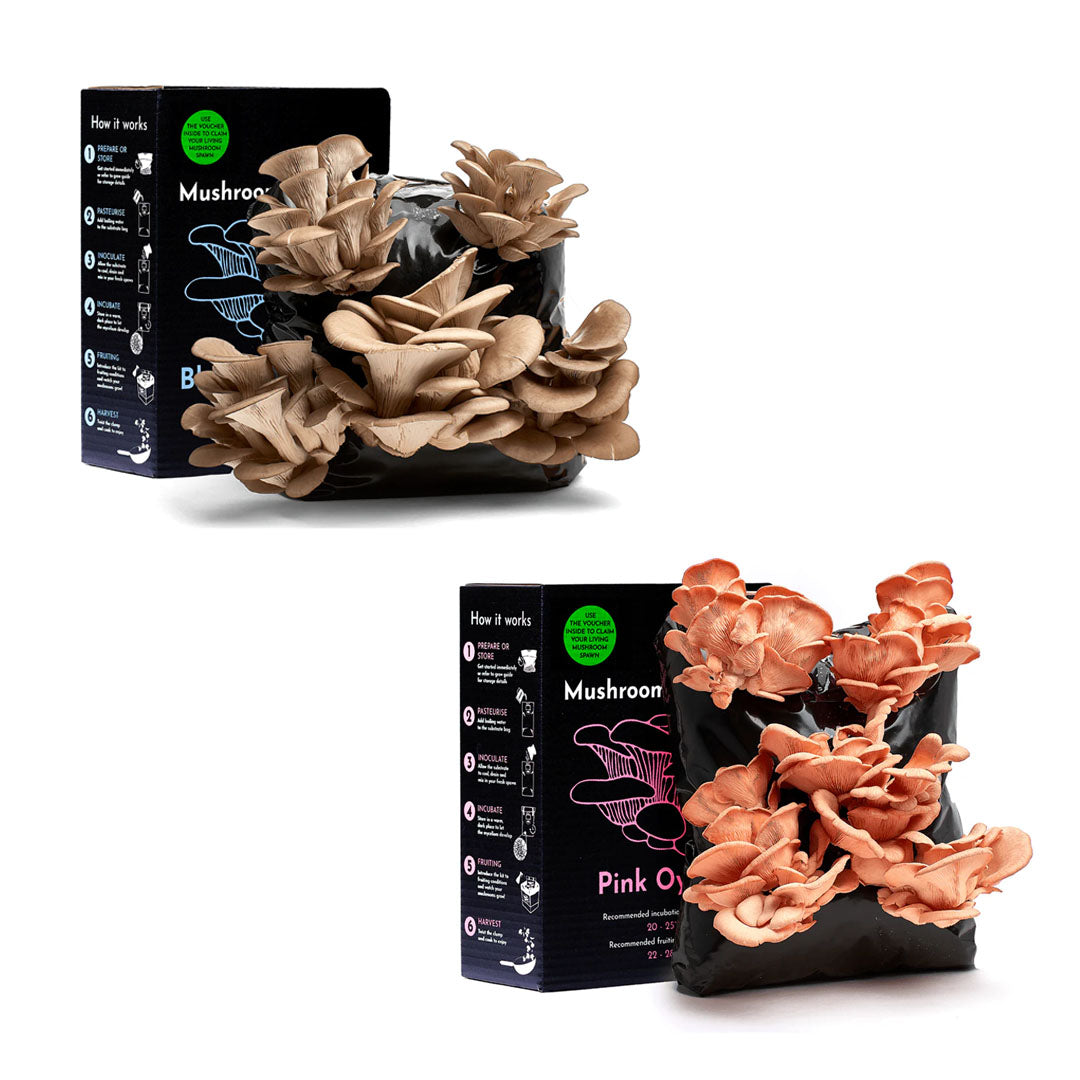 Mushroom Kit Bundle - Choose Any 2 & Save