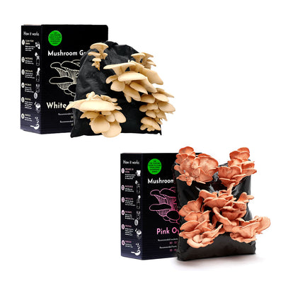 Mushroom Kit Bundle - Choose Any 2 & Save