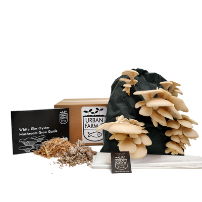 White Elm Oyster Mushroom Growing Kit