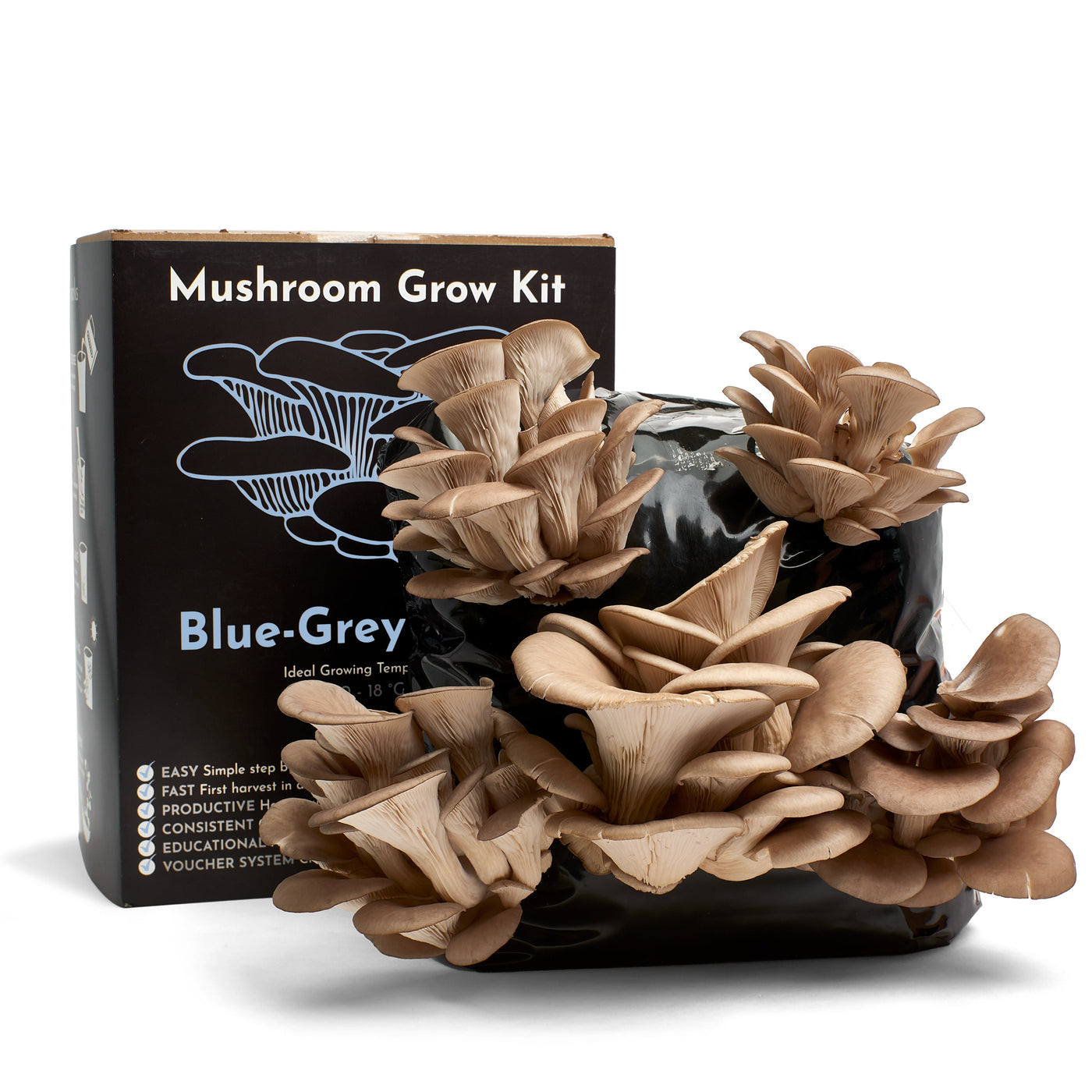 Blue-Grey Oyster Mushroom Growing Kit – Gift Option
