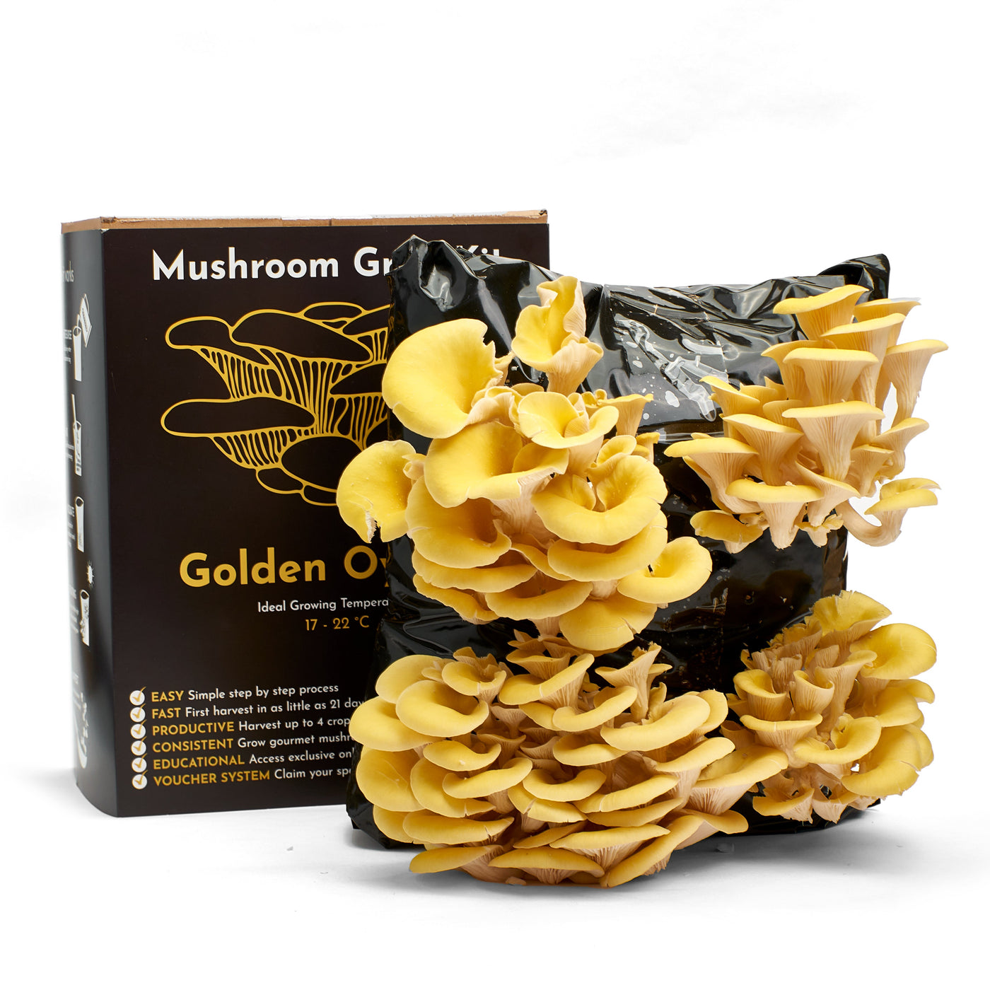 Yellow-Gold Oyster Mushroom Growing Kit – Gift Option