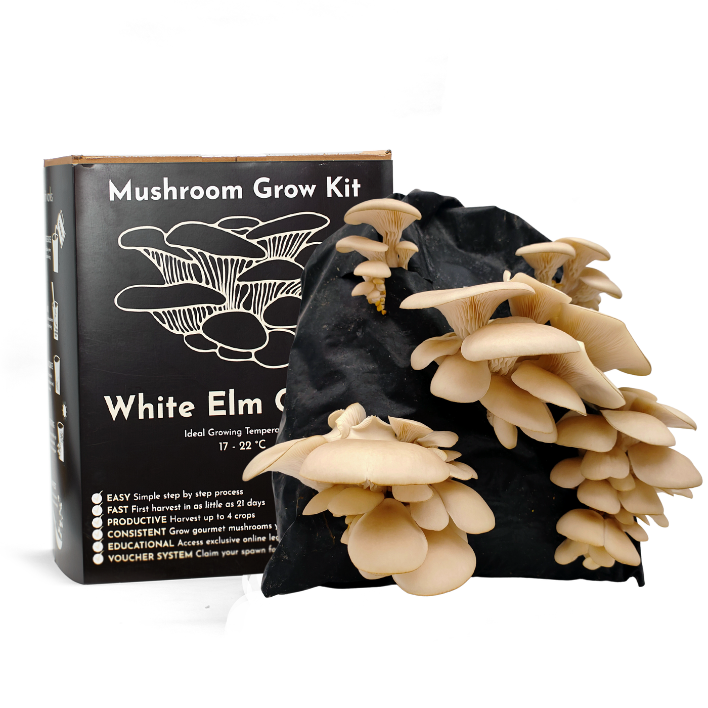 White Elm Oyster Mushroom Growing Kit – Gift Option