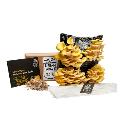 Yellow-Gold Oyster Mushroom Growing Kit
