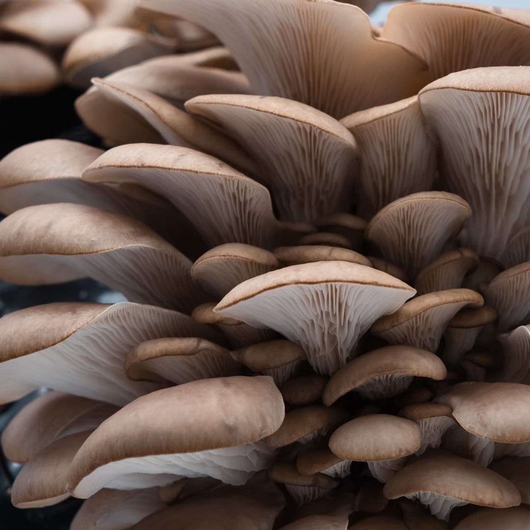 Blue-Grey Oyster Mushroom Growing Kit