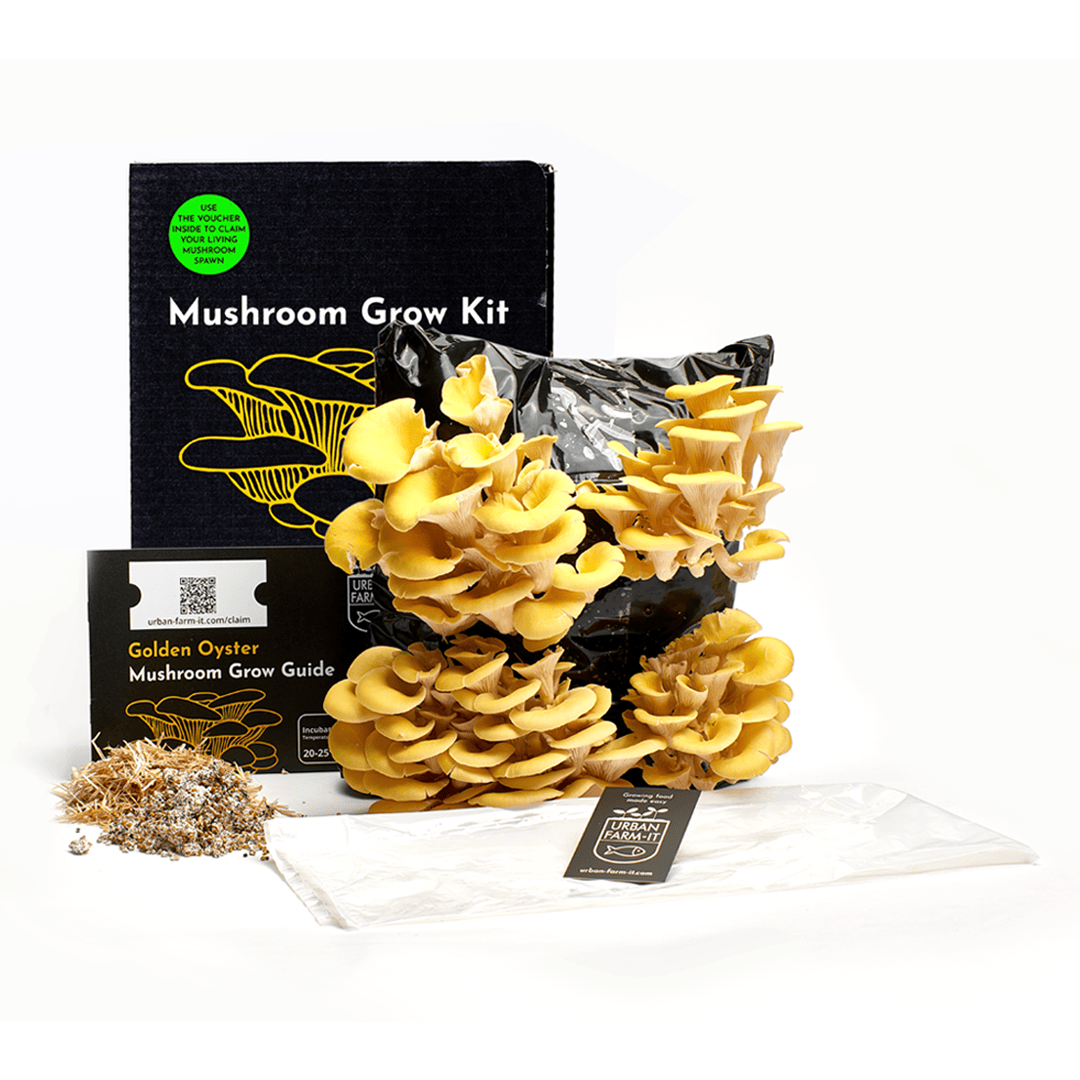 Yellow-Gold Oyster Mushroom Growing Kit