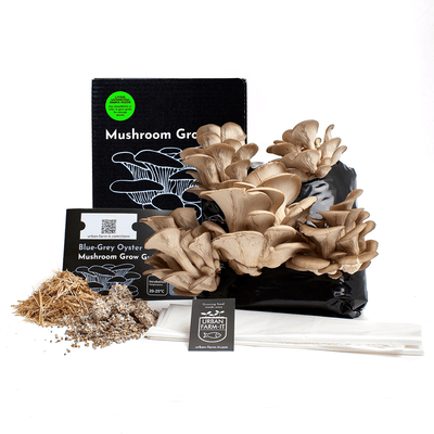 Blue-Grey Oyster Mushroom Growing Kit