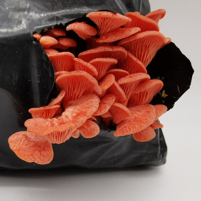 Pink Oyster Mushroom Growing Kit