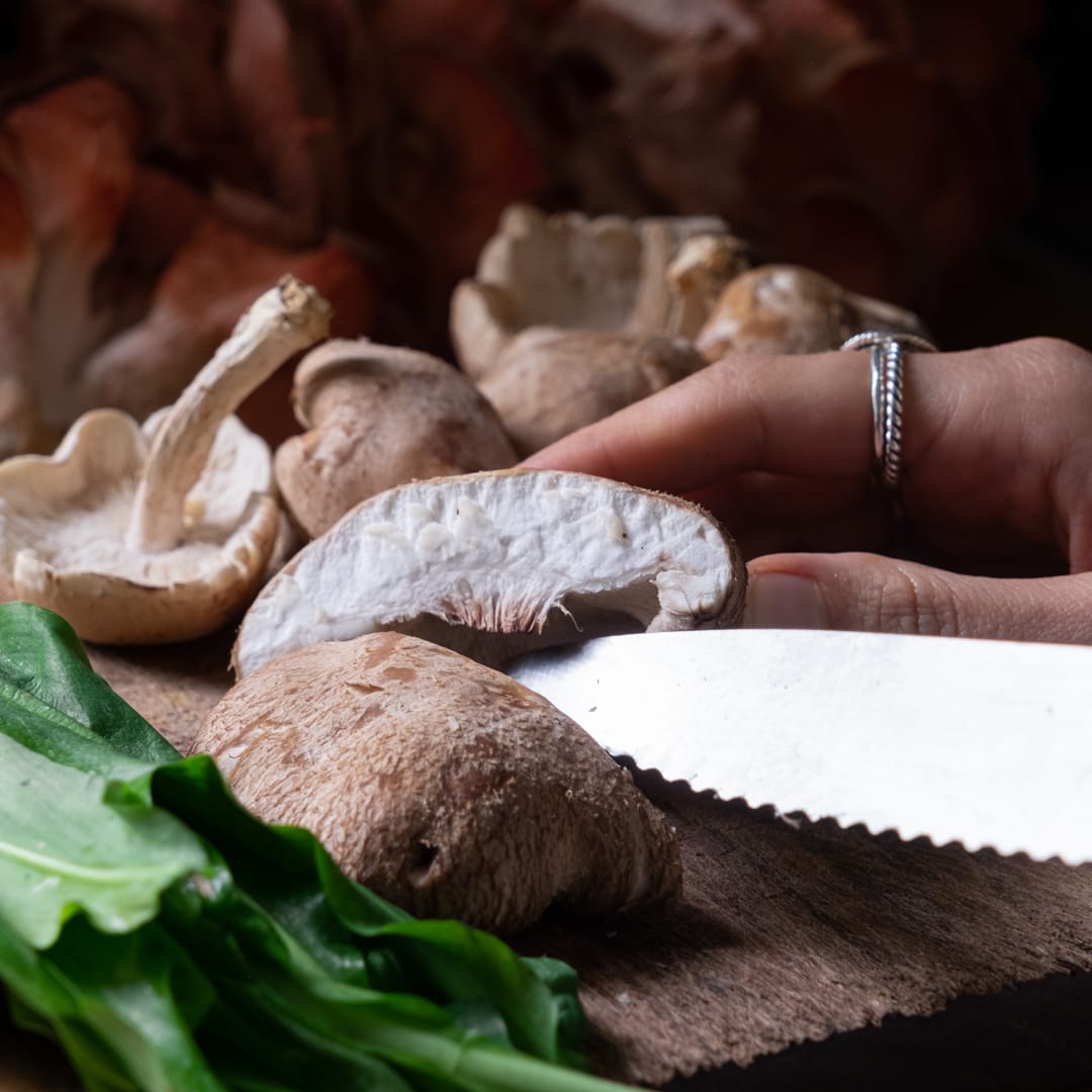 Shiitake Mushroom Log Growing Kit