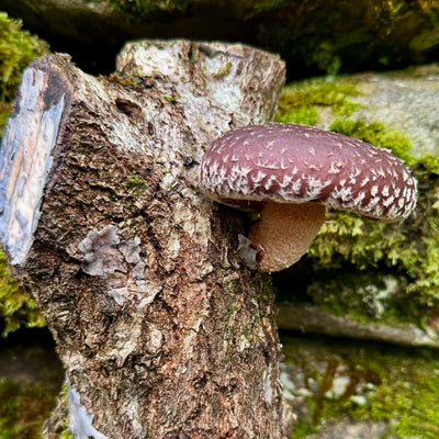 Shiitake Mushroom Log Growing Kit