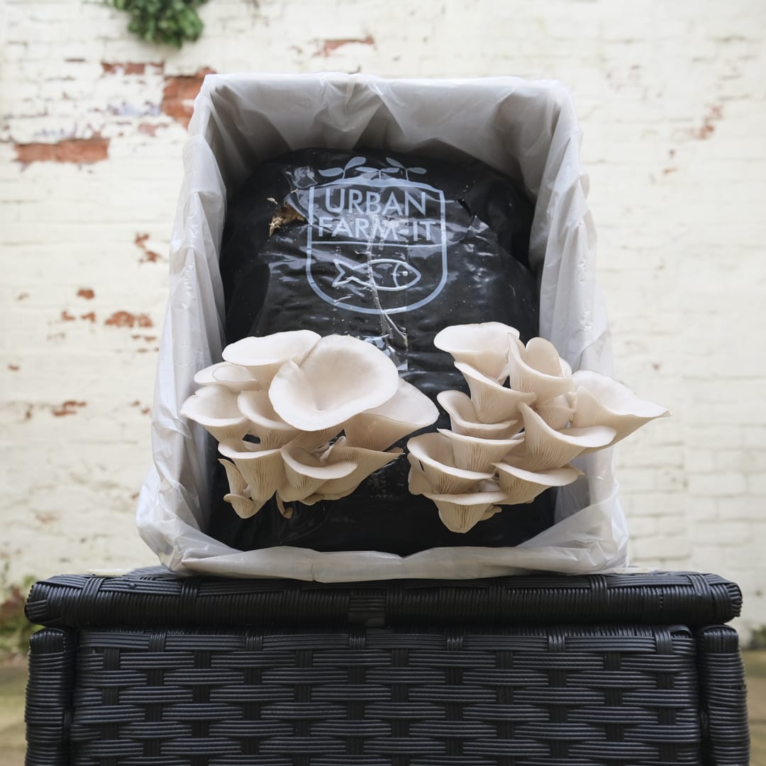 White Elm Oyster Mushroom Growing Kit