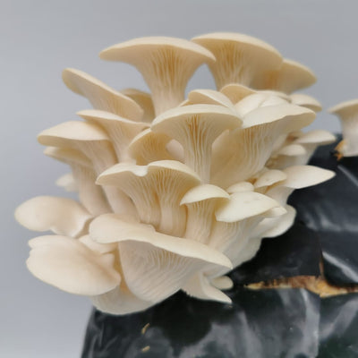 White Elm Oyster Mushroom Growing Kit