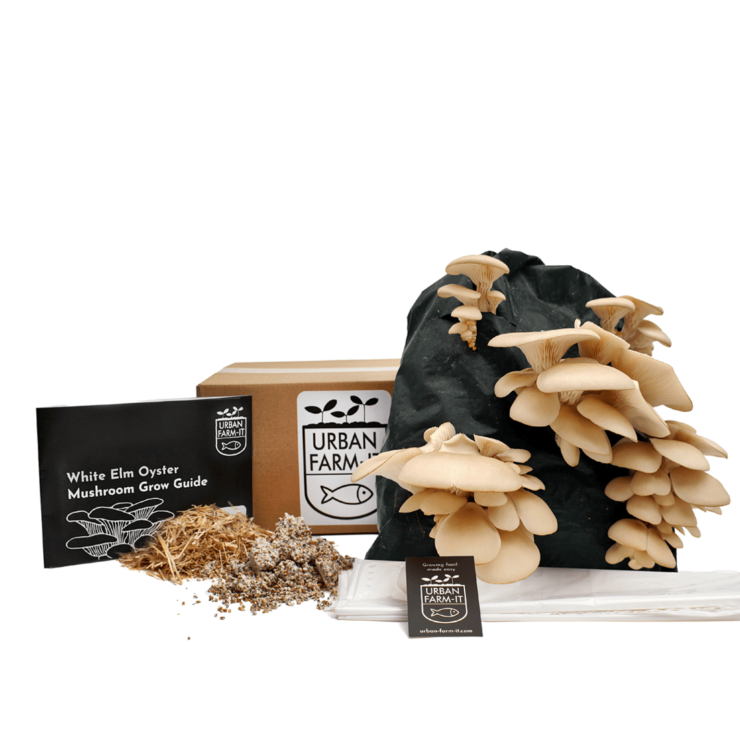 Oyster Mushroom Growing Kit