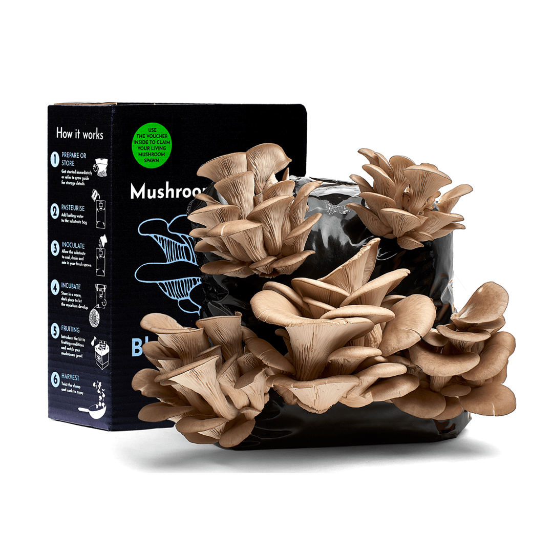 Oyster Mushroom Growing Kit – Gift Option