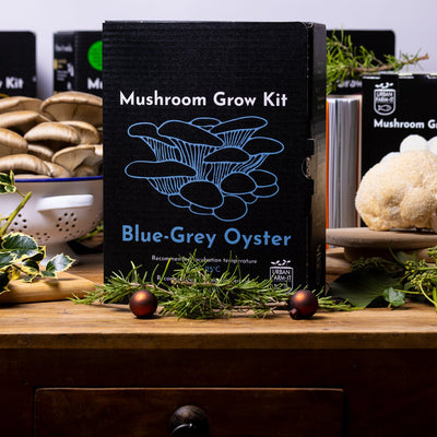 Blue-Grey Oyster Mushroom Growing Kit