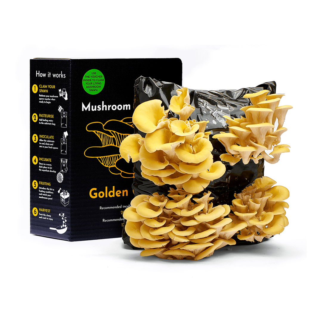 Mushroom Kit Bundle - Choose Any 2 & Save