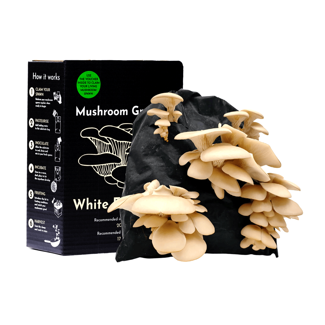 Oyster Mushroom Growing Kit – Gift Option