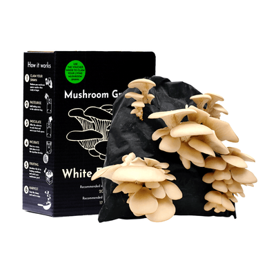 Oyster Mushroom Growing Kit Full Set – Gift Option