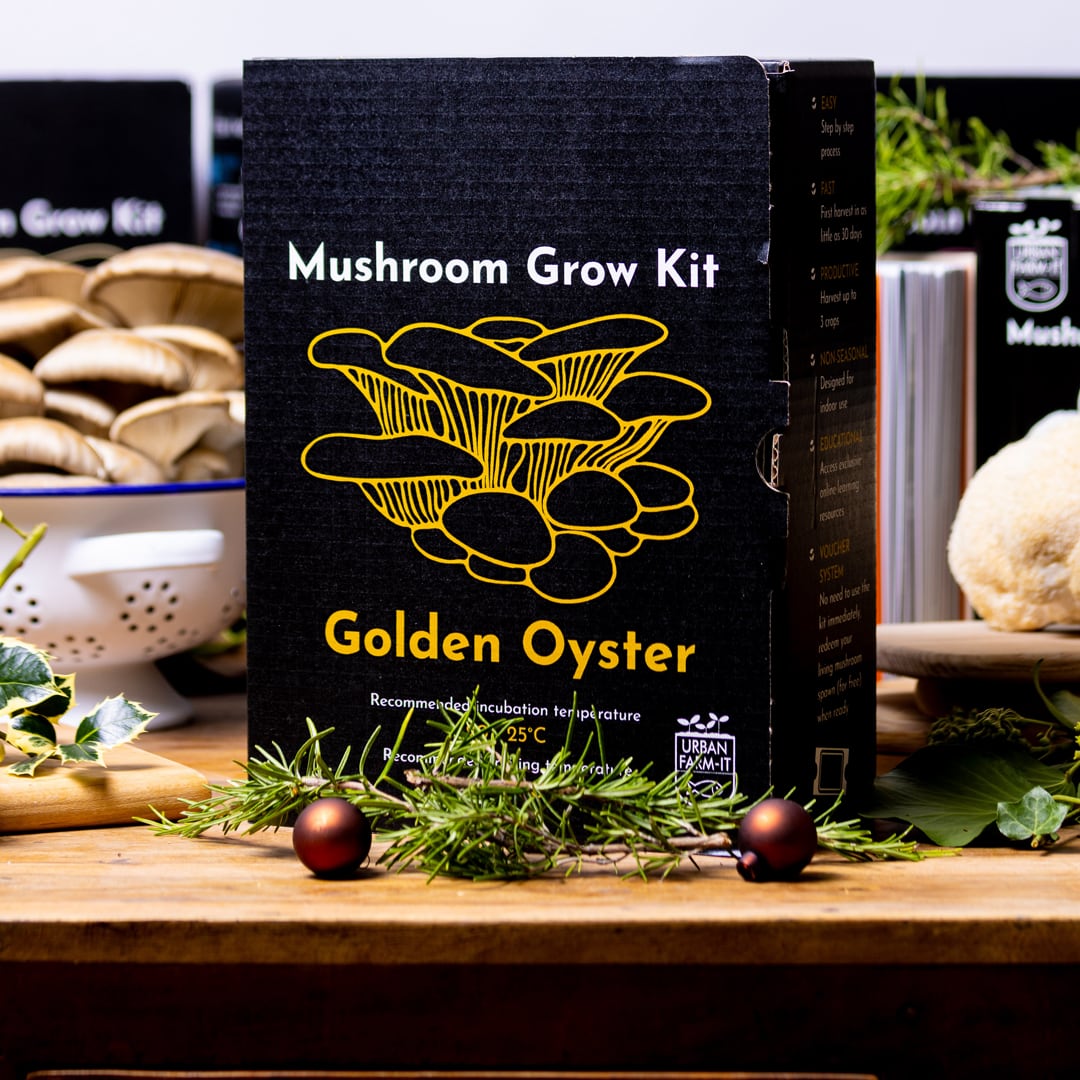 Yellow-Gold Oyster Mushroom Growing Kit