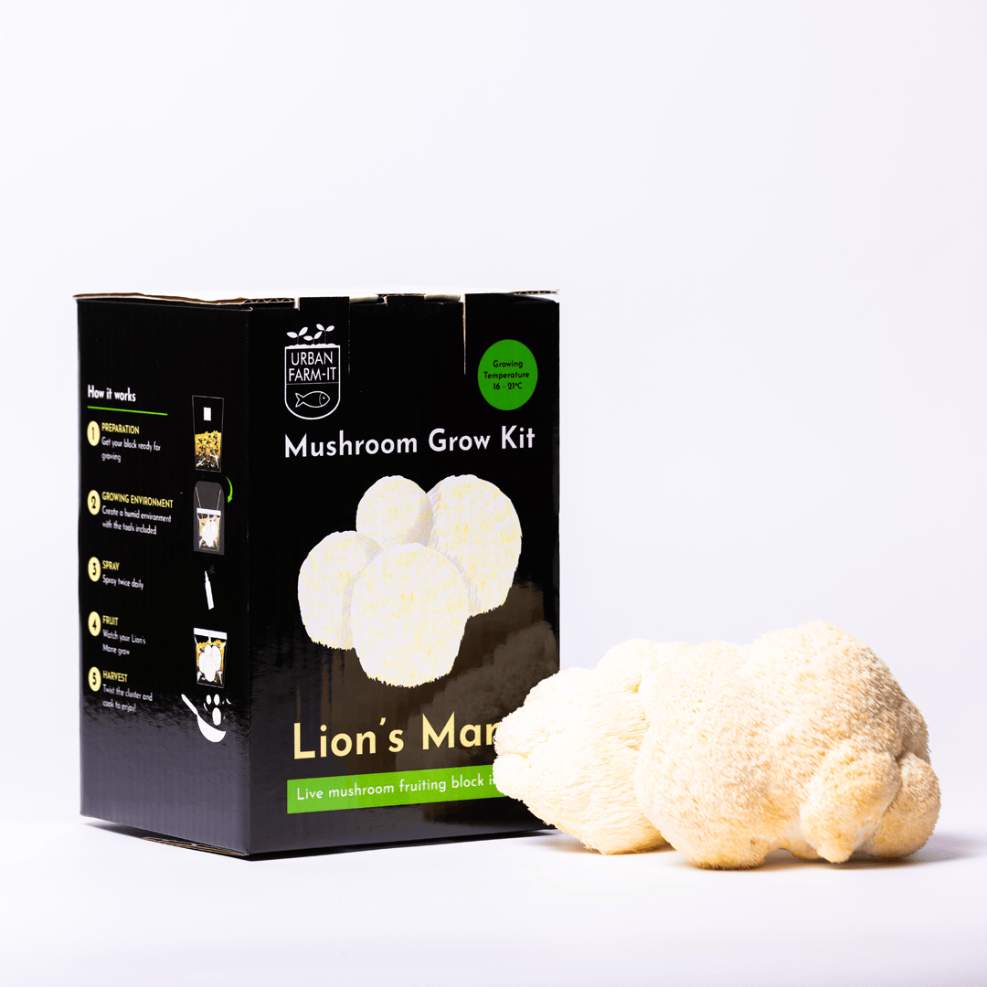 Lion's Mane Mushroom Growing Kit