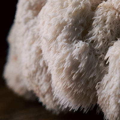 Lion's Mane Mushroom Growing Kit