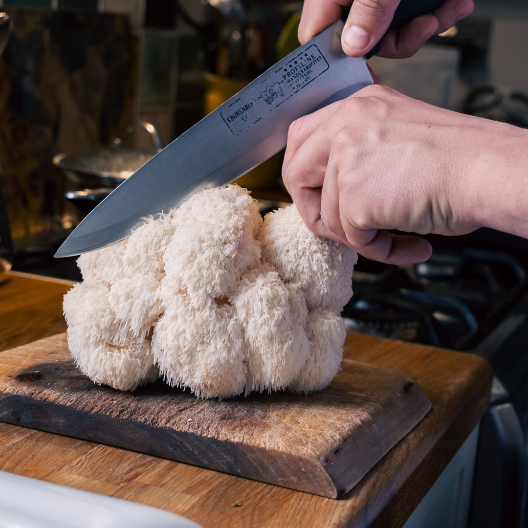 Lion's Mane Mushroom Growing Kit